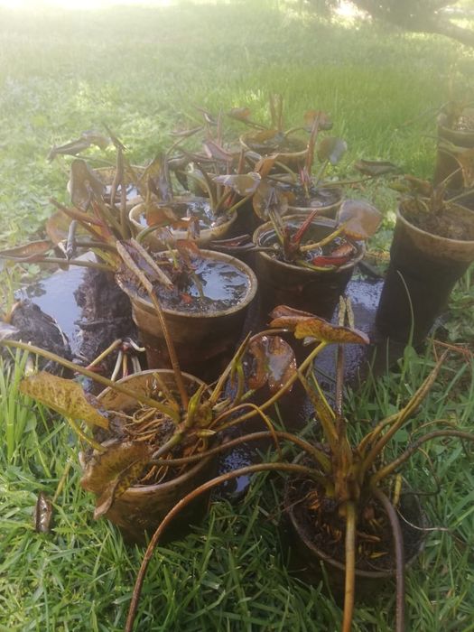 Лилии прудовые   цвета разные