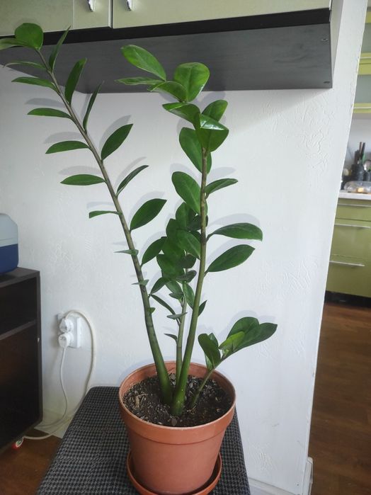 Продам доллоровое дерево