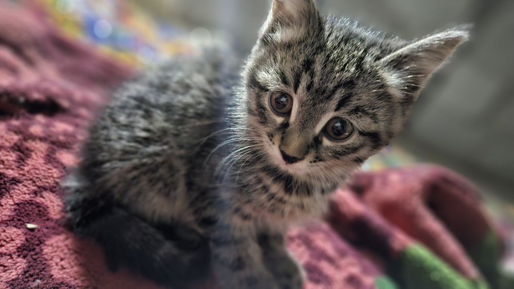 Mushuk kulrang chiroyli