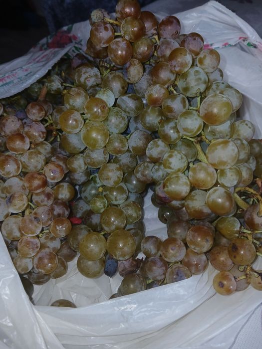 Vindem struguri cramposie