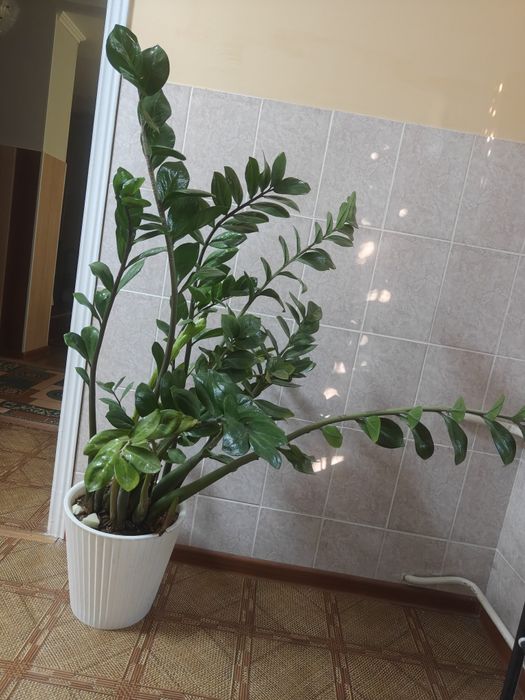 Продается долларовое дерево