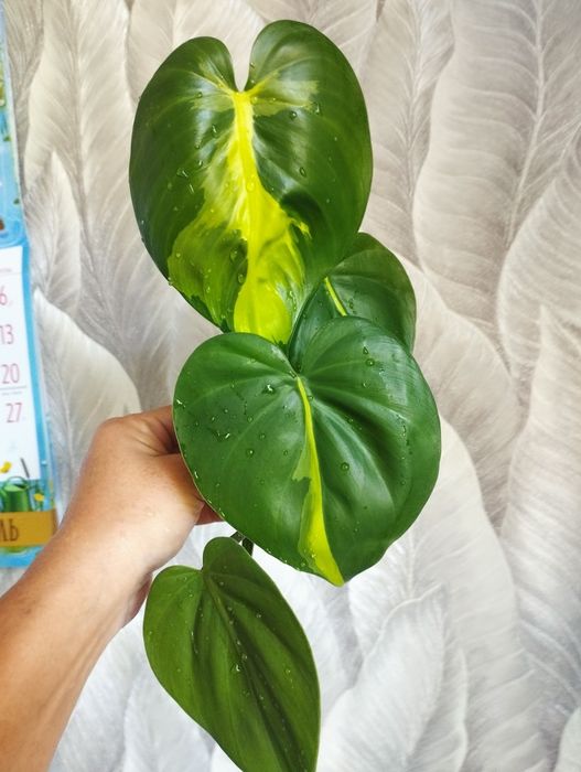 Хойя, монстера , Алоказия, цветы