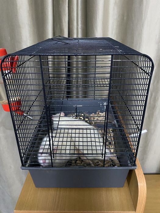 Крысы с клеткой..