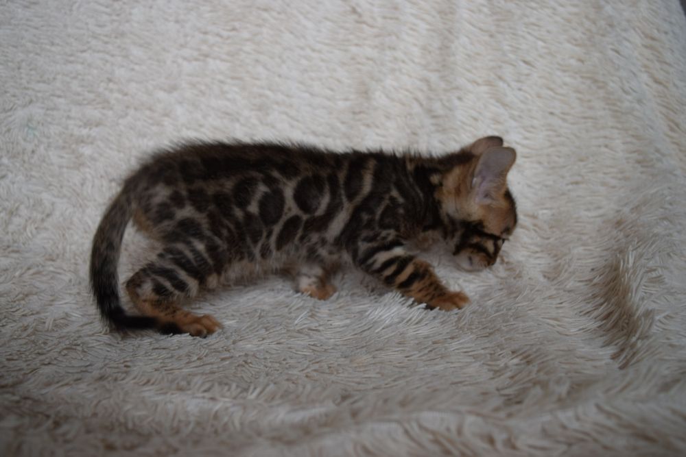 Бенгальские котята