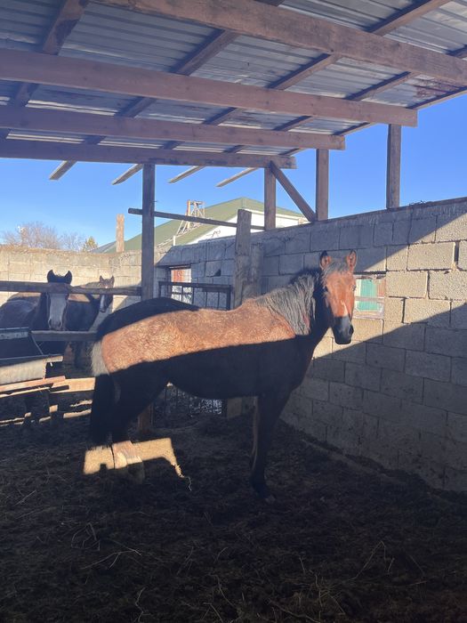 Полукровка байтал