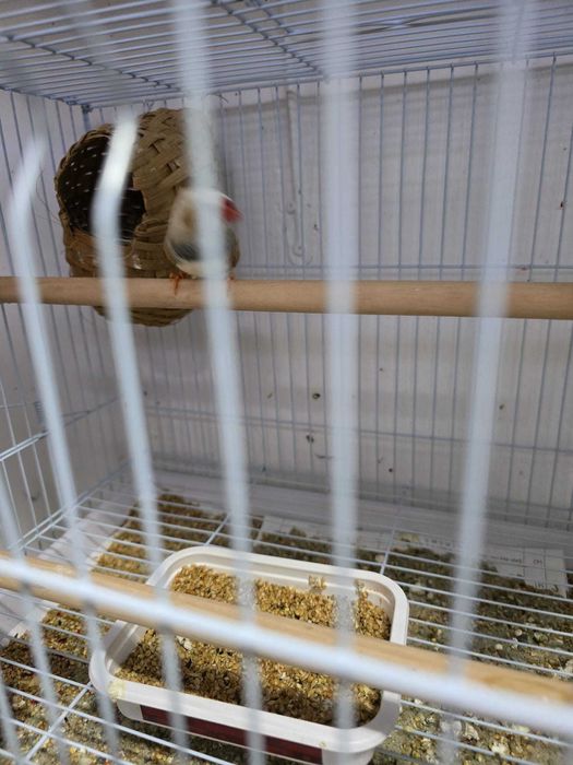 Zebre australiene de vanzare