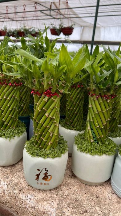 Бамбук драцена в огромном ассортименте