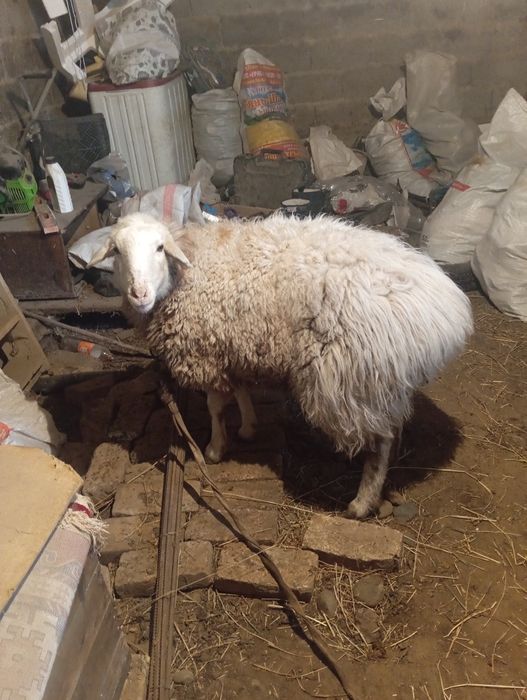 Баран кой сатылады