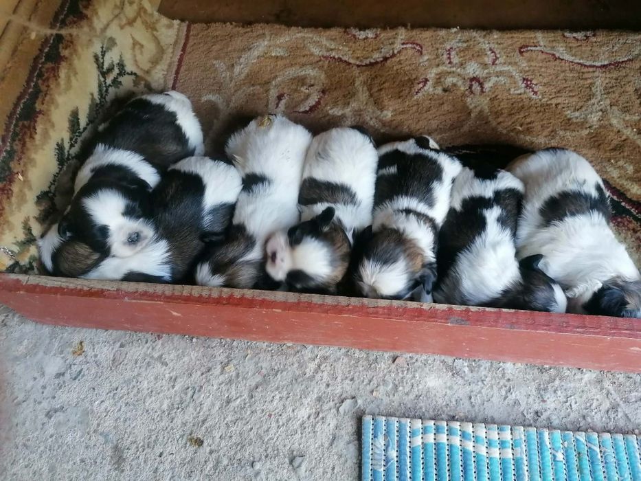 Pui shih tzu de vanzare