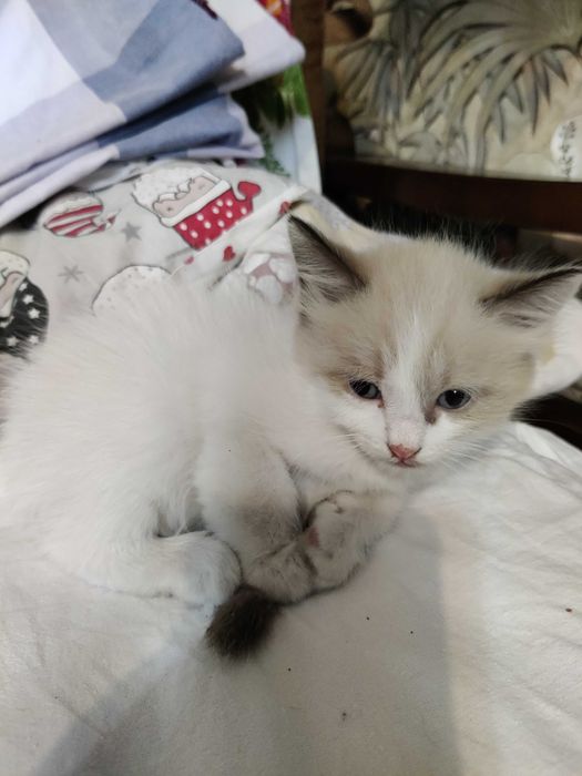 умненькие котята