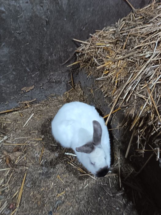 Kaliforni quyon sotiladi narxini kelishamiz