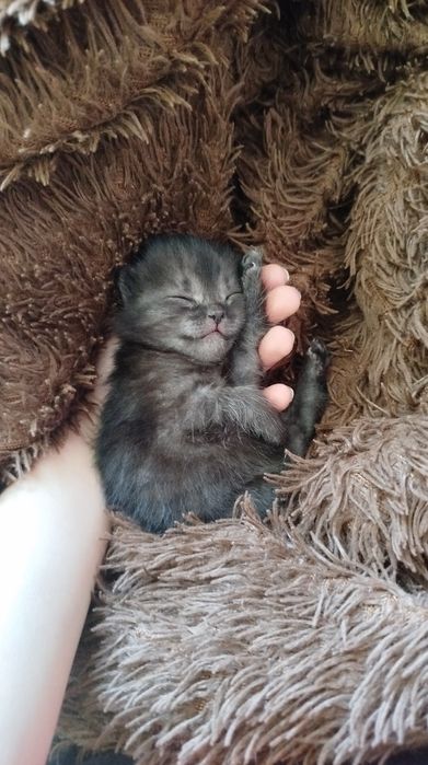 Отдам котят в добрые руки