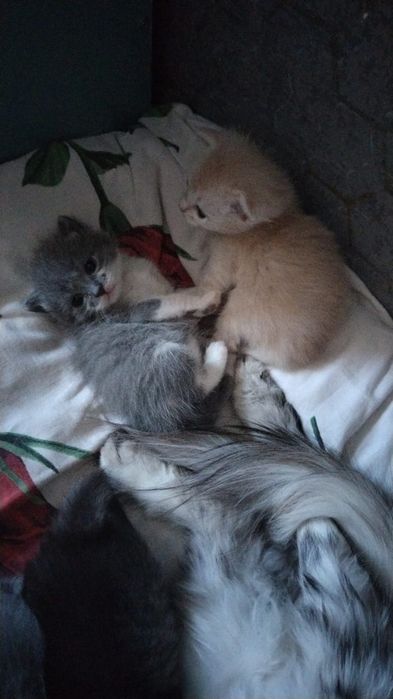 Отдам котят , 4 апреля будет месяц