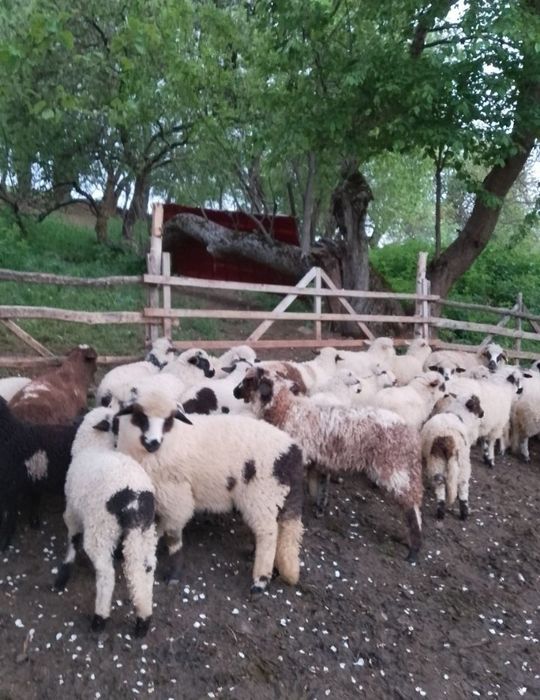Oi tinere de ținut