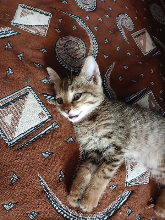 Mehrli qullar uchun mushukcha
