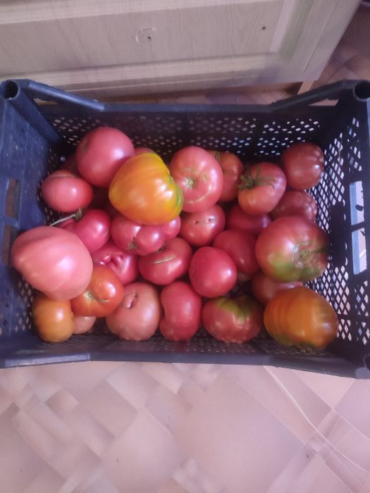 Продам помидоры дачные и горький перец