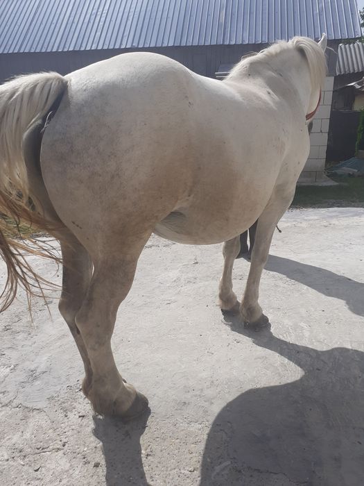 Iapă de vânzare gestanta