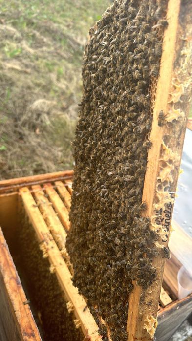 Familii albine, 45 de lei rama