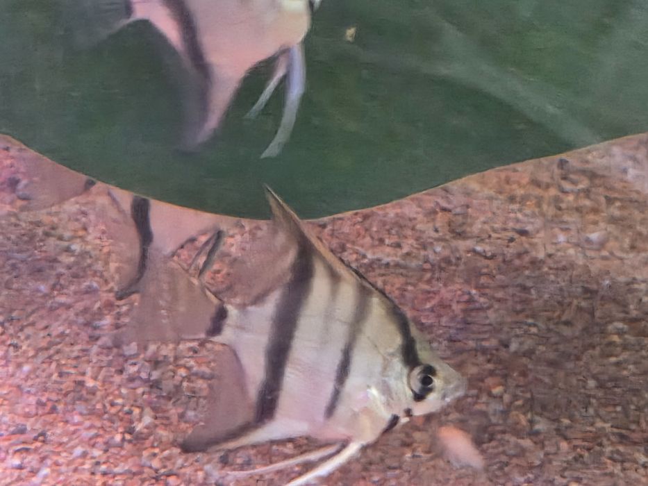 Скалярии Рио-Нанай, подростки.