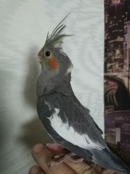 Продам попугая Корелла,Ручной,Молодой!