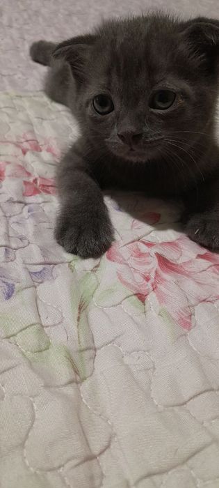 Продаётся котята ждут своих добрых хозяев