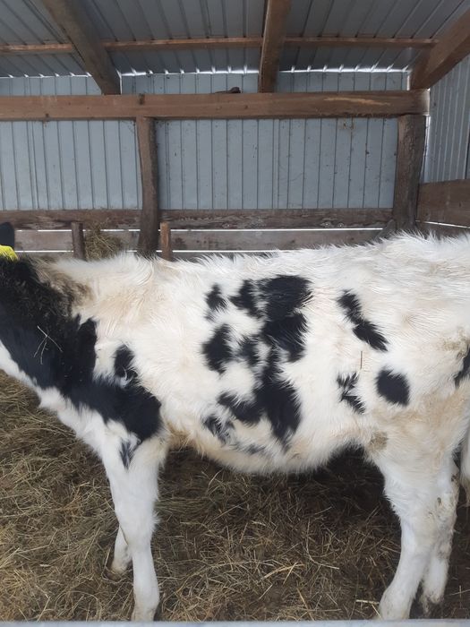 Vand o vitea rasă de LAPTE