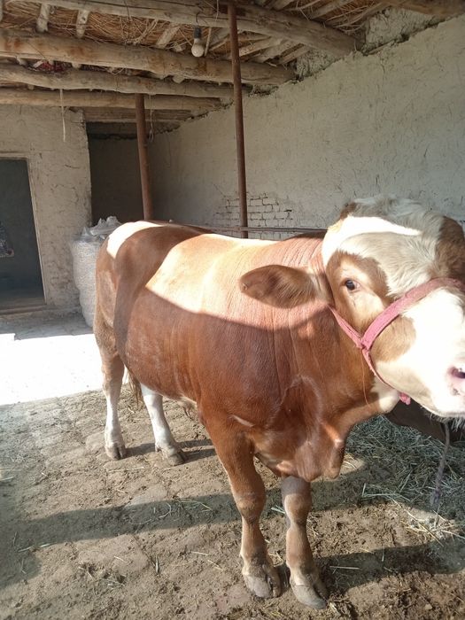 Smental zotli buqa