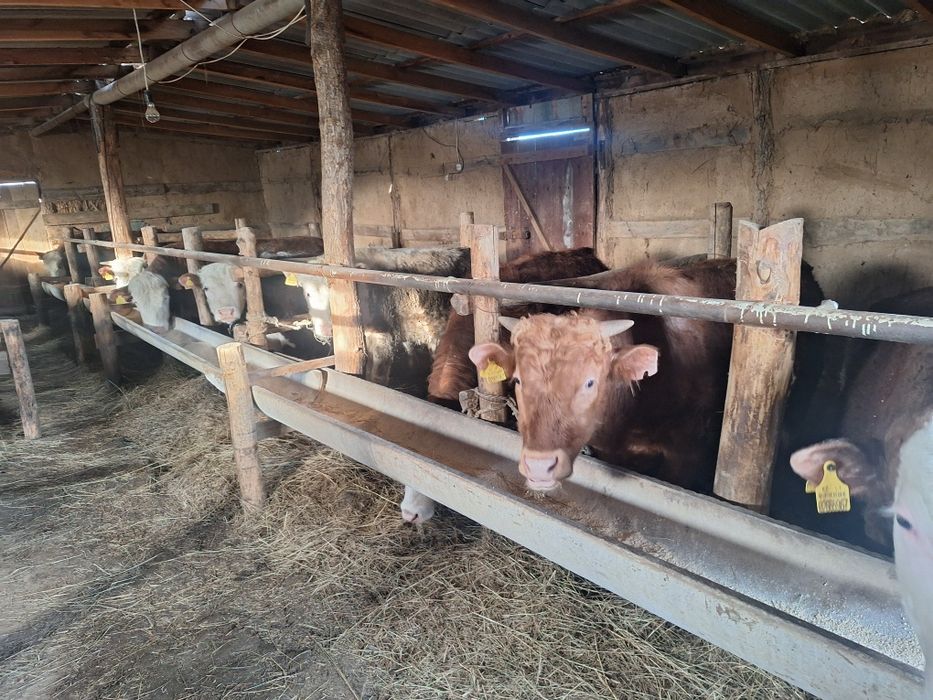 Бордақыда тұрған бұқалар сатылады