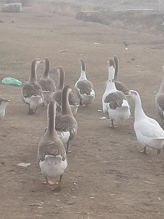 Гуси и молодняк мартовский