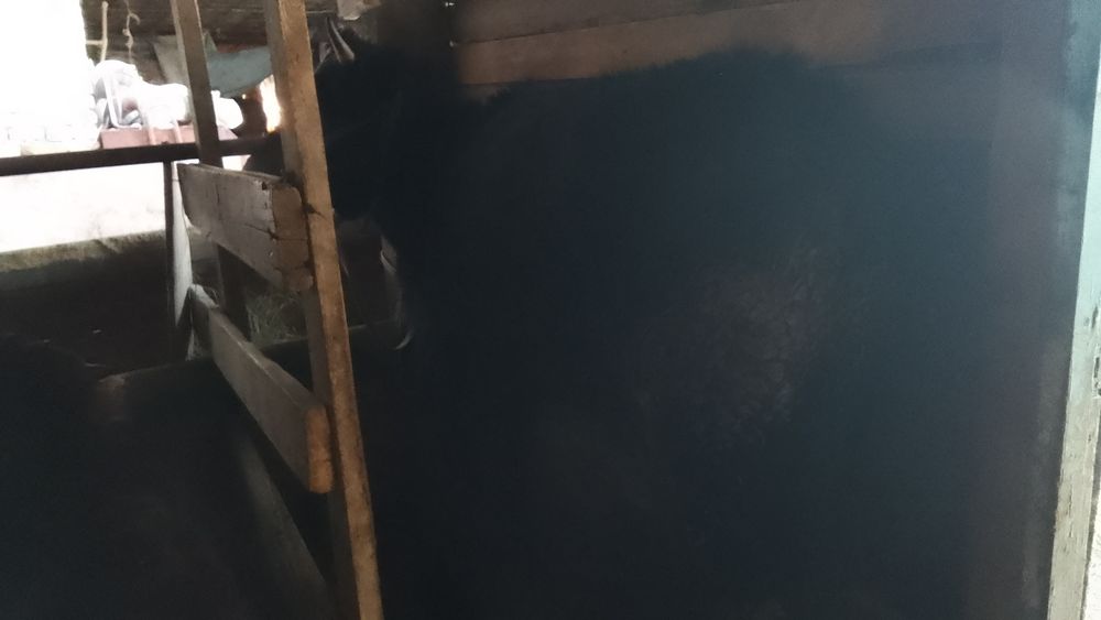 Телка алатаусементал