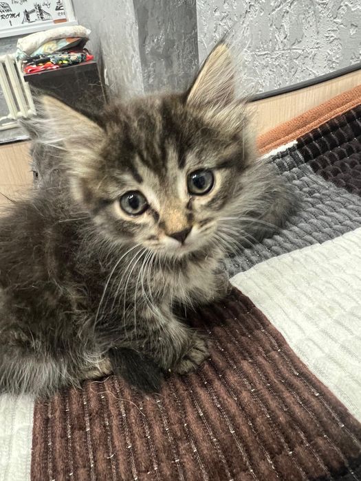 Шотландский котёнок