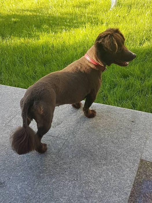 SUPER OFERTA Cosmetica canina la domiciliu/ Frizerie canina /  Tund caini la domiciliu