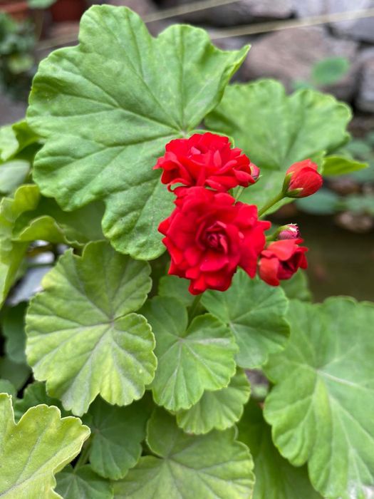 Продам комнатные цветы