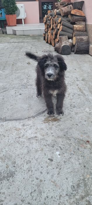 Dau spre adopție catel talie medie