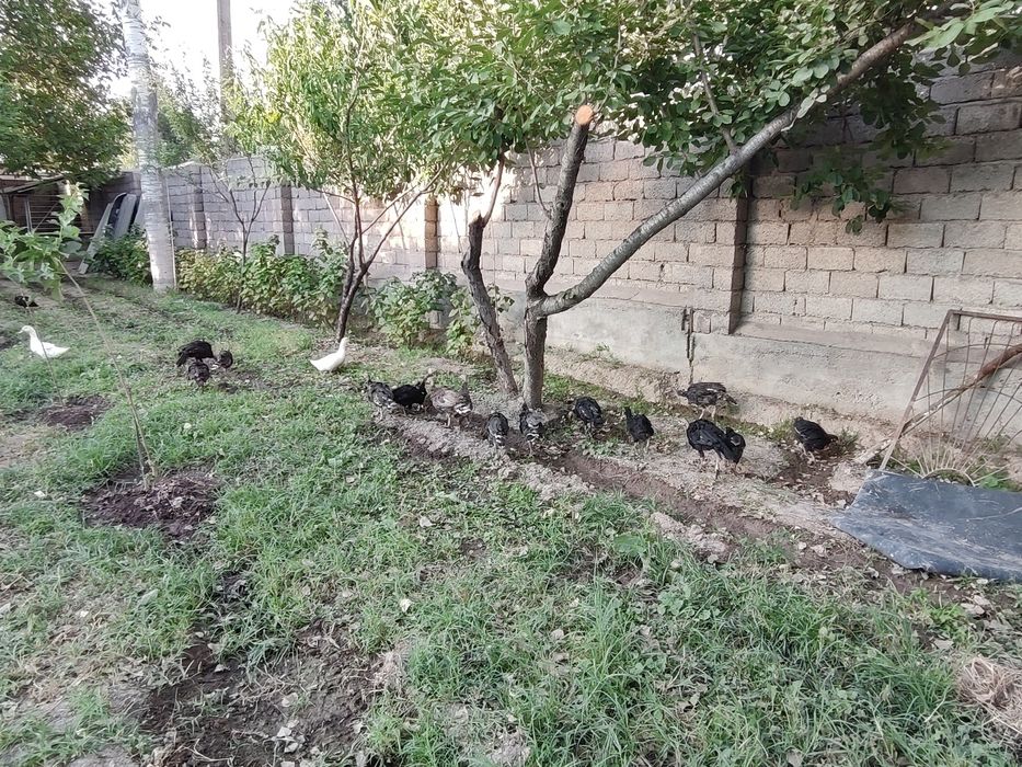 Курка жужалари сотилади