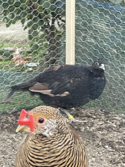 Fazani tenebros tineret