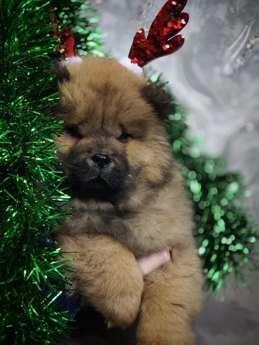 Щенки Чау-чау 22.09.25