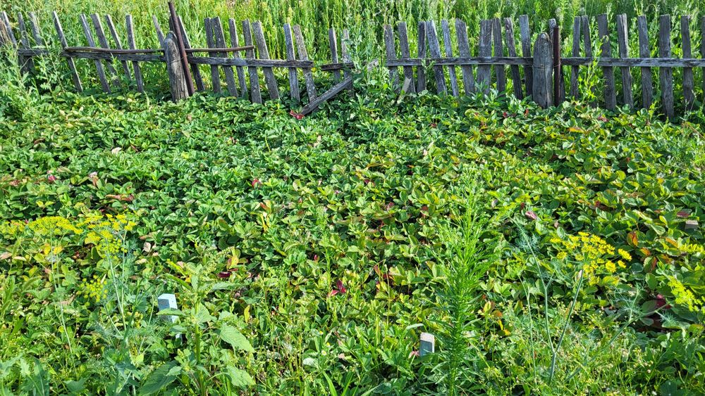 Продам дачу сады 1