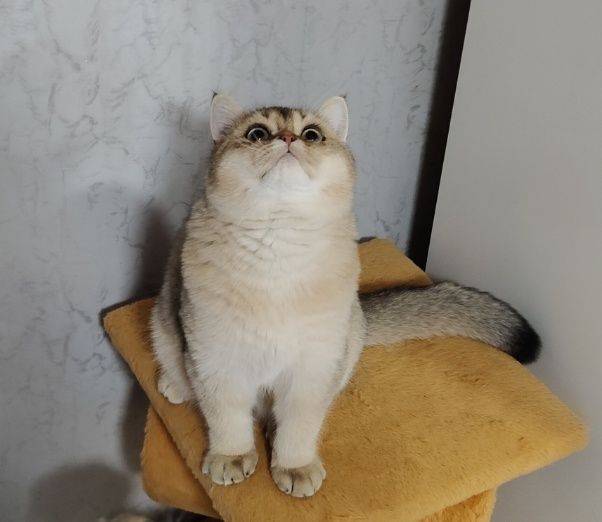 Котёнок Британец Шиншилла кобби типа