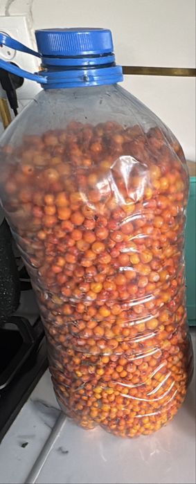 Продам облепиху 5 л по 6000 тг