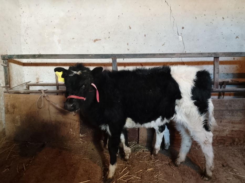 Бузаулы сиыр саатылады