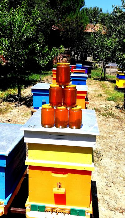 Пчелен мед реколта 2025г