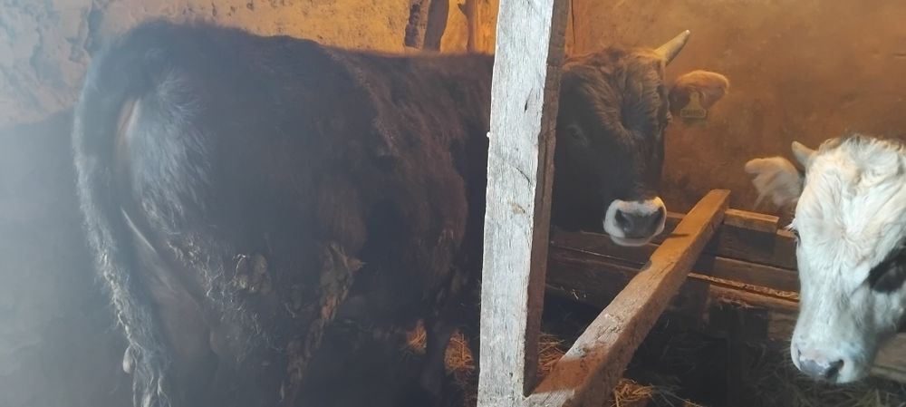 Срочно продам быка