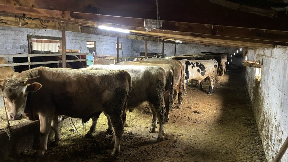 Бычок с откорм 5ай готовые