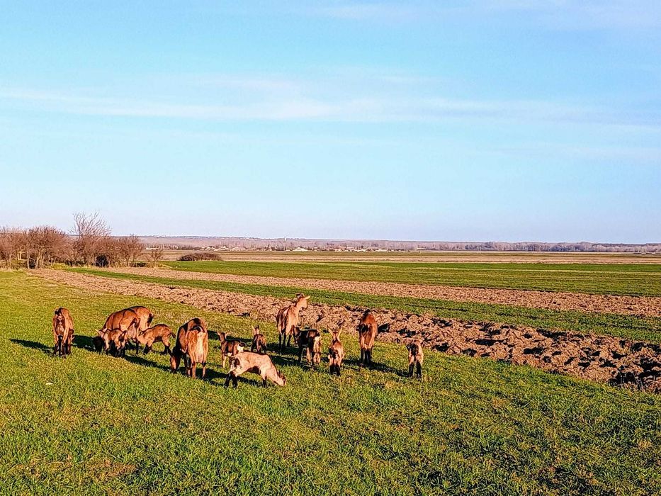 Vand Iezi Alpina Franceza