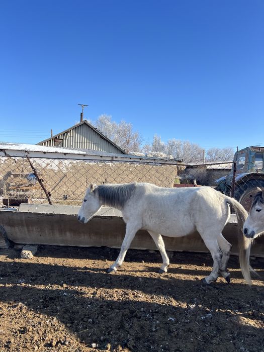 Буаз биелер сатылады
