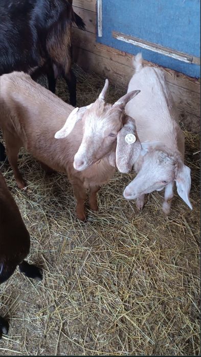 Vând capre/țap negociabil