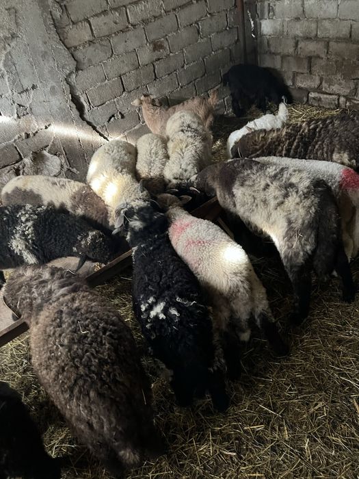 Miei si iezi pentru sarbatorile Pascale