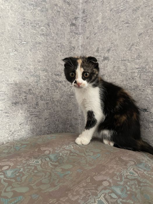 Котенок Scotish Fold