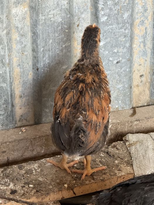 Балапан. Цыплята.